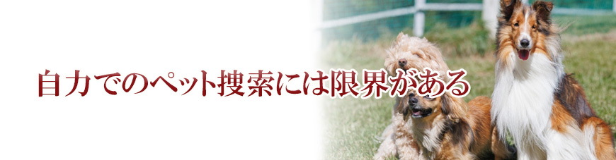 【世田谷区、目黒区　探偵】ペット捜索｜世田谷区、目黒区でペット捜索で探偵をお探しならスマイルエージェント世田谷にお任せください。